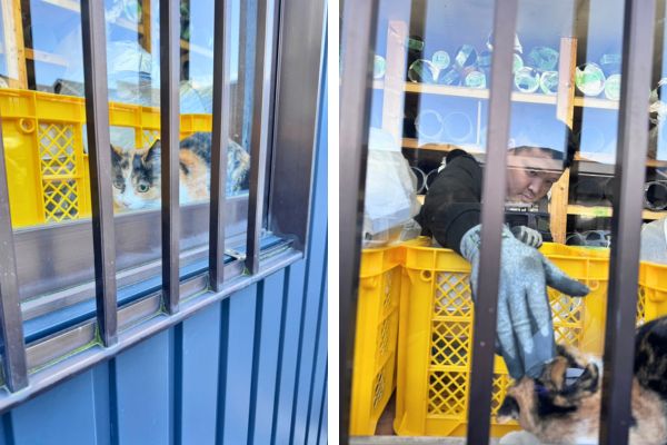 材料置き場に猫が入った時の写真