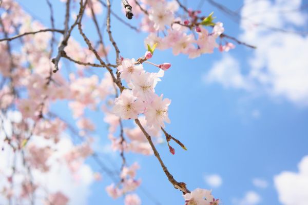 桜