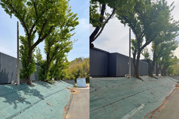 桜ビフォーアフター