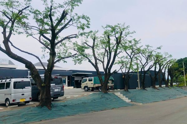2025年桜剪定後