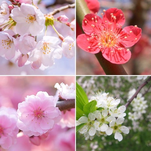 桜梅桃李の花